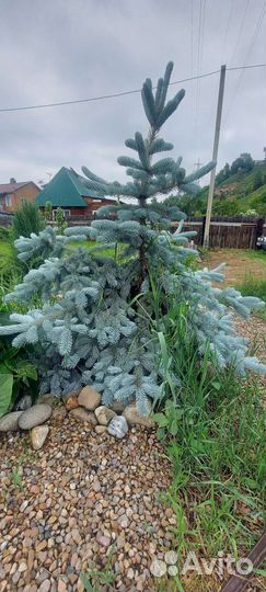 Ель хупси 160 см