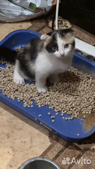 Кошечка в добрые руки