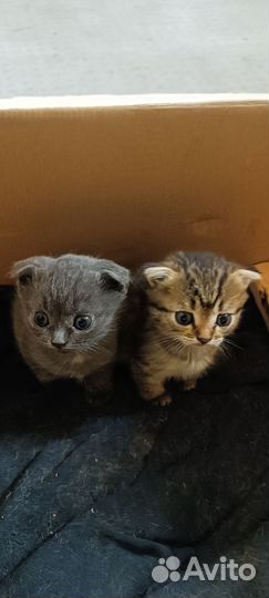Котята в дар бесплатно