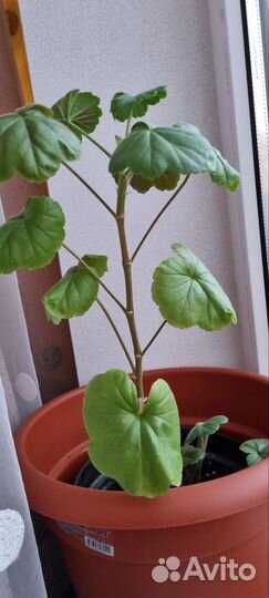 Цветы домашние в горшках