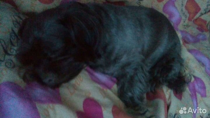 Передержка собак в домашних условиях