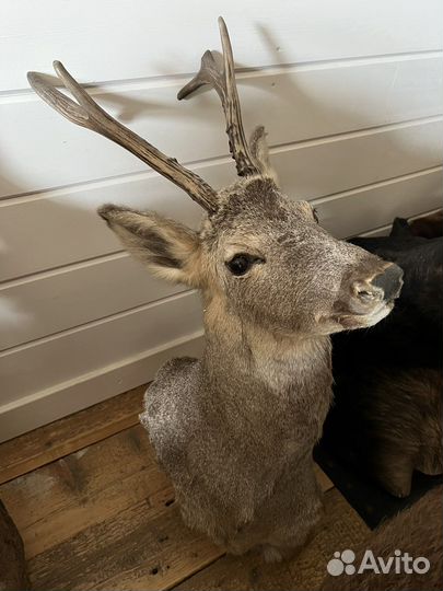 Косуля чучело