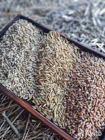 Овес ячмень пшеница кукуруза