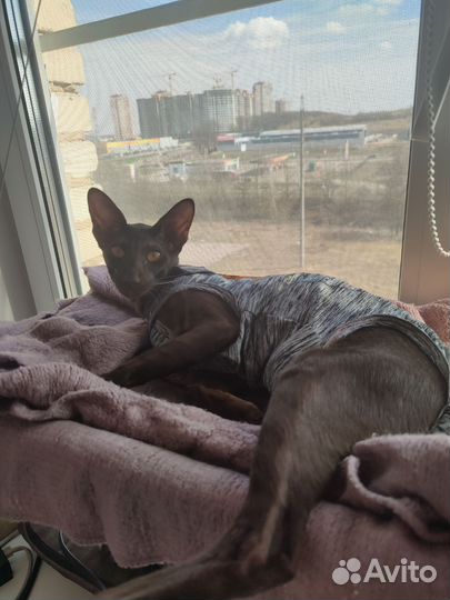 Попона для кошек послеоперационная размер 3