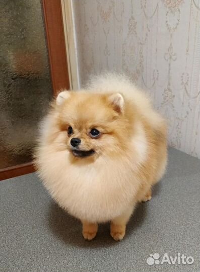 Померанский шпиц. Мини. Вязка