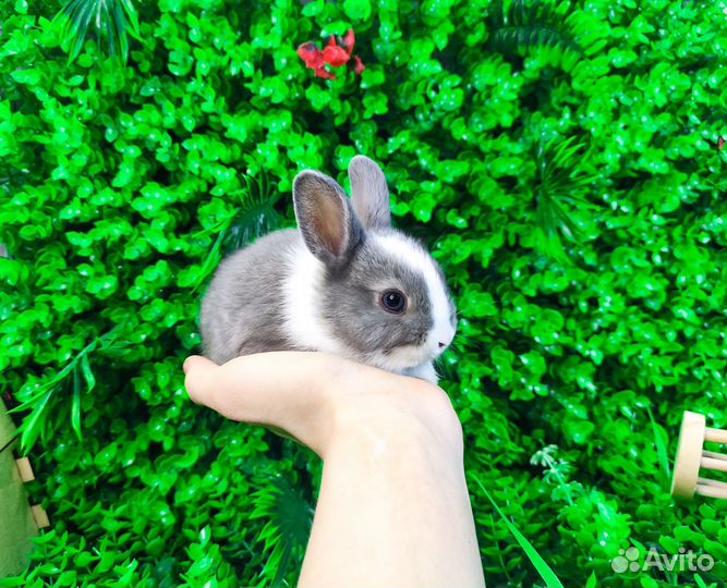 Мини карликовый кролик - львиный и другие