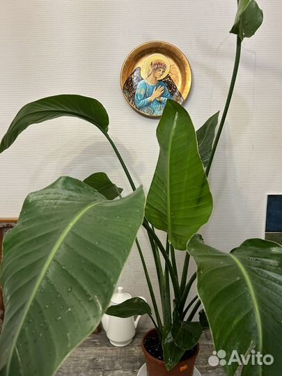 Стрелиция николая