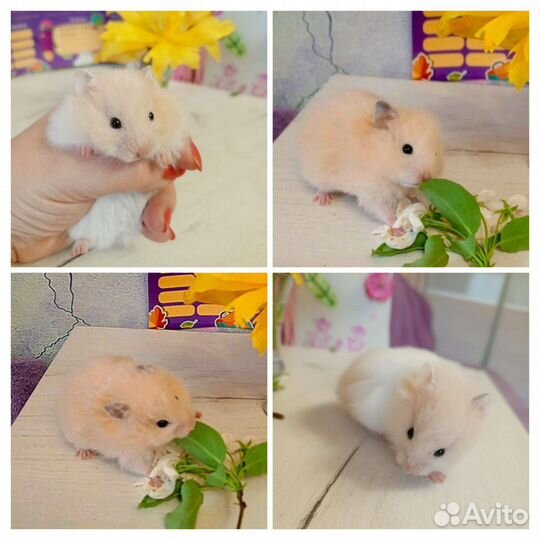 Сирийские хомяки малыши