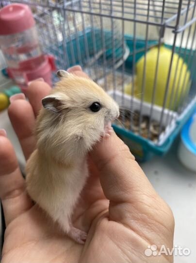 Золотой джунгарик, 3 недельки