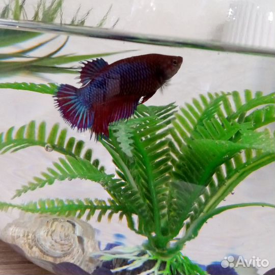 Аквариум с рыбкой