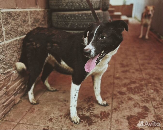 Собака в добрые руки