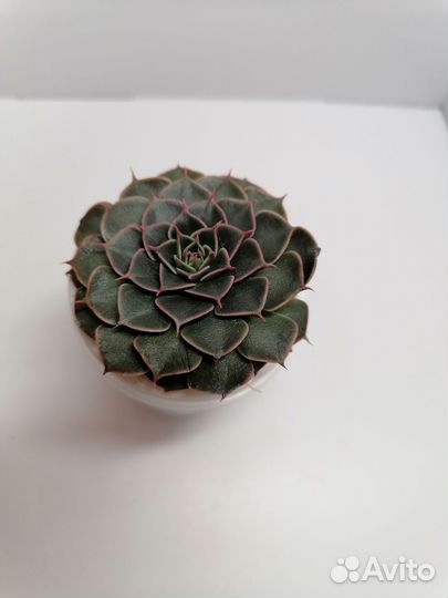 Граптопеталум Беллум, суккулент