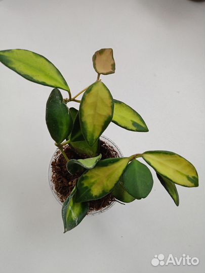 Хойя тсанги вариегатная