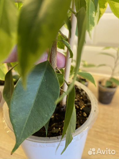 Фикус бенджамина кинки