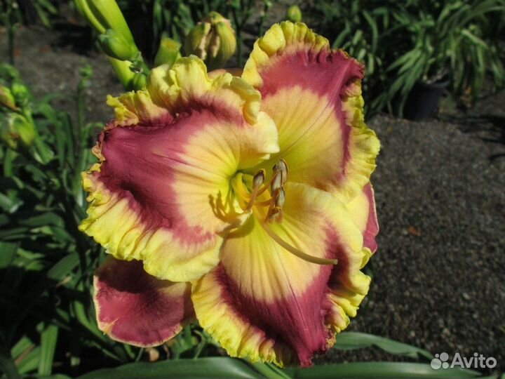 Новинки лилейников