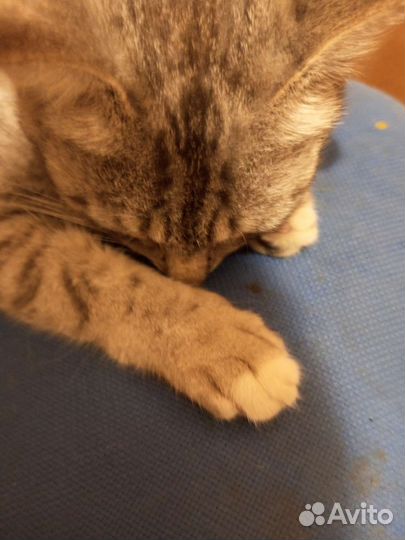 Кот 1 годик