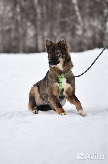 Милейшая собака грустит в приюте