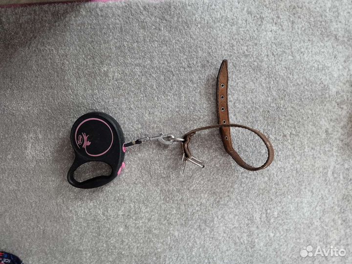 Принадлежности для собаки