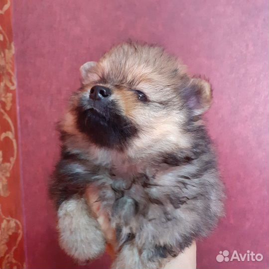 Щенки шпица