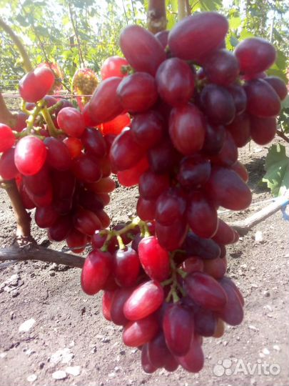 Саженцы И черенки винограда