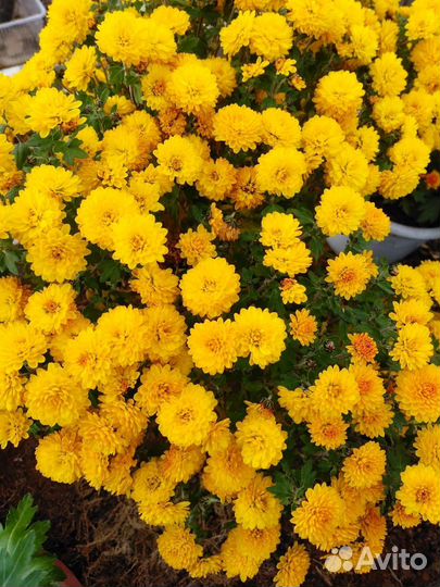 Хризантемы мультифлора