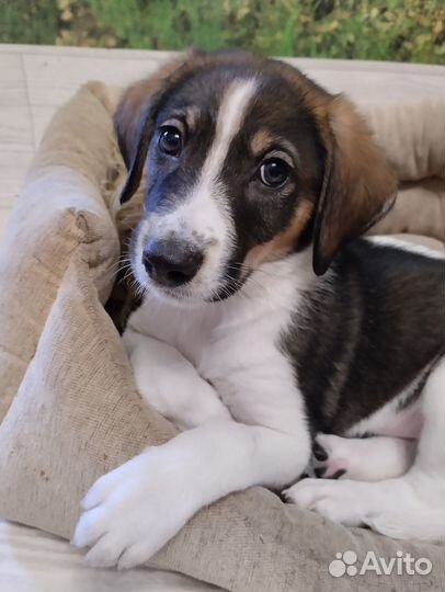 Щенок в добрые руки средней собачки