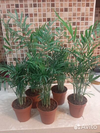 Пальма хамедорея