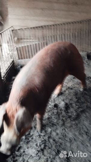 Хряк на племя