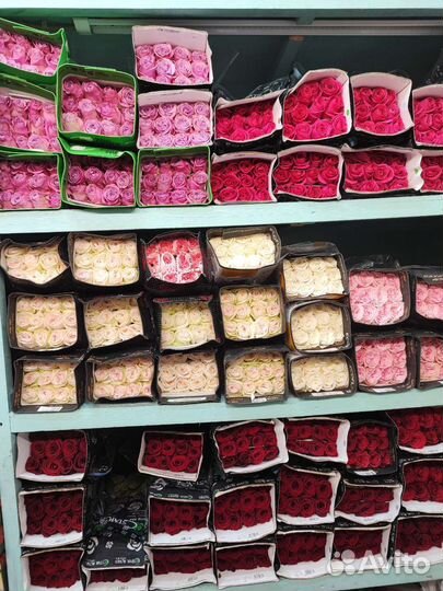 Роза Эквадор Голландия 70 см