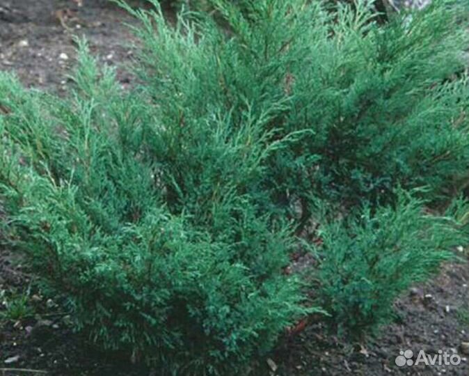 Декор.хвойные, калина и травы,родиола ярко-красная