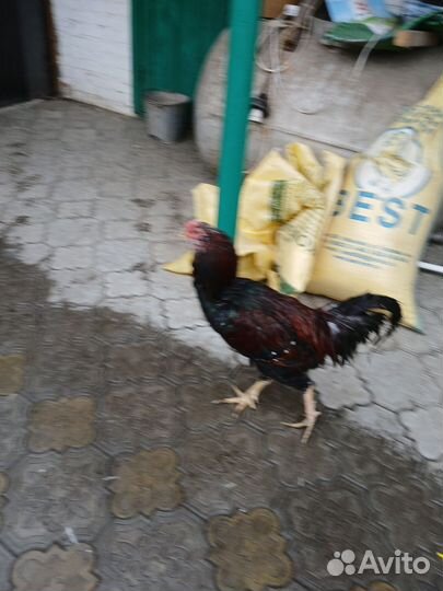 Петух. Орловская ситцевая