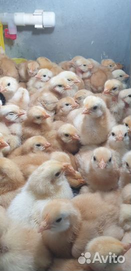 Цыплята и индюшата суточные разных пород