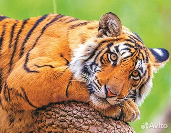 Алмазная мозаика 40x50 Уставший молодой тигр