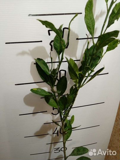 Мандарин Абхазский ранний,привитой,3 года