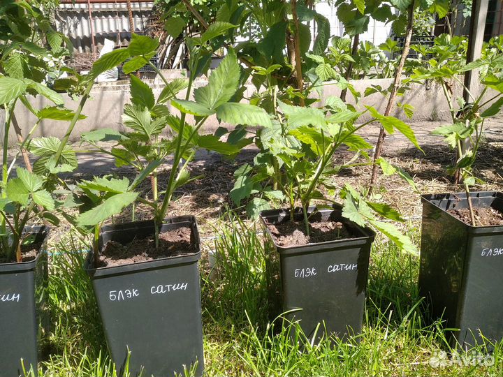 Саженцы ежевики