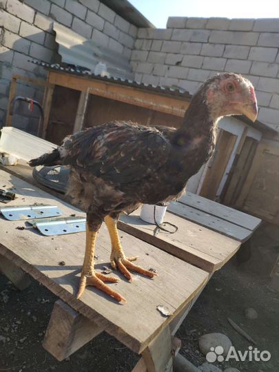 Бойцовые петухи