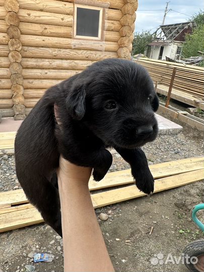 Собака в добрые руки отдам бесплатно