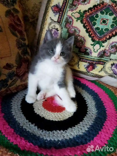 Кошечки-котята