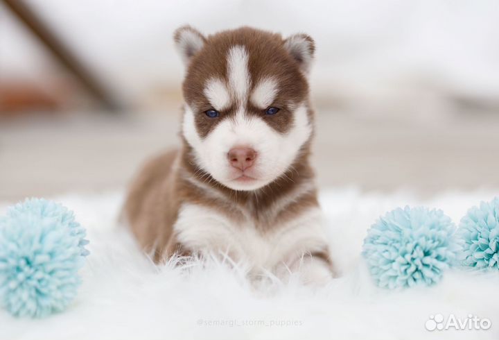 Щенки сибирского хаски, питомник