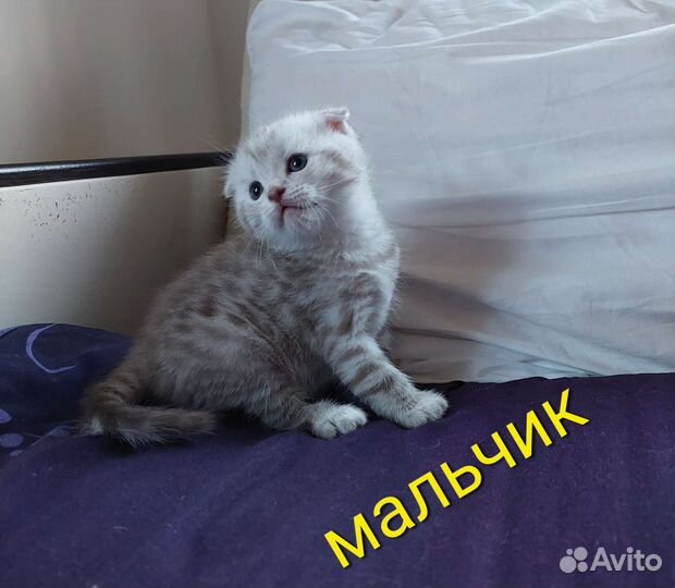 Шотландские котята мальчики и девочки