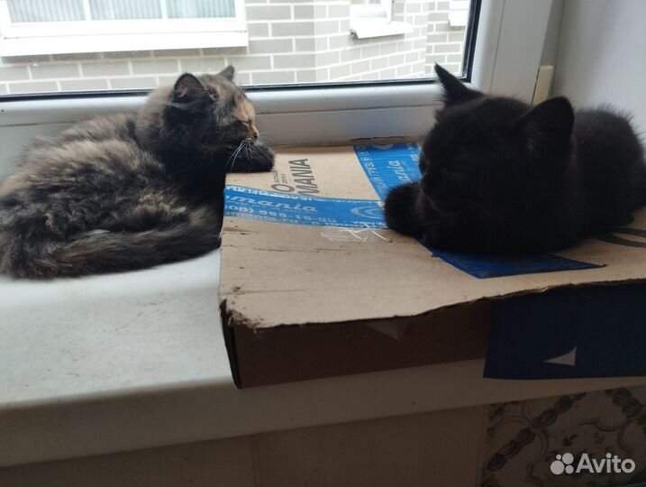 Красивые котята в добрые руки