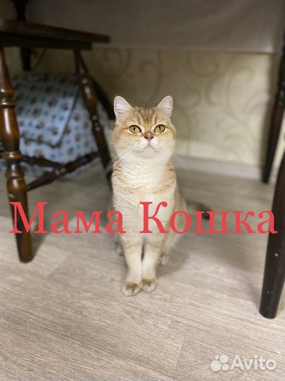 Вислоухий шотландский котёнок