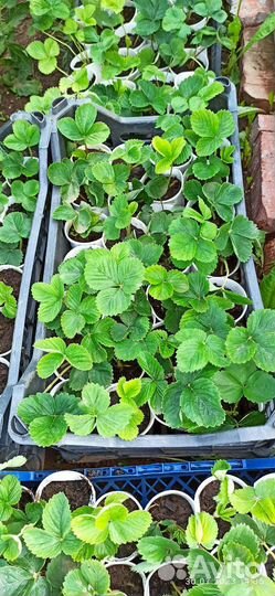 Саженцы ремонтантной клубники