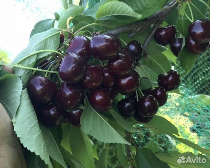 Саженцы черешни и вишни