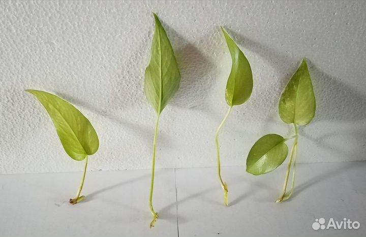 Монстера Анд Детерминед