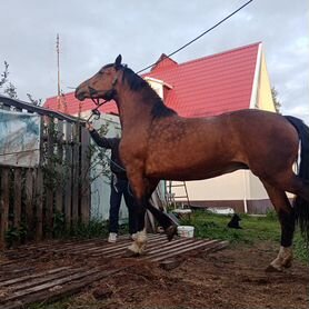 Кобыла Орловской породы