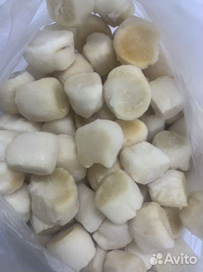 Морской гребешок в наличии