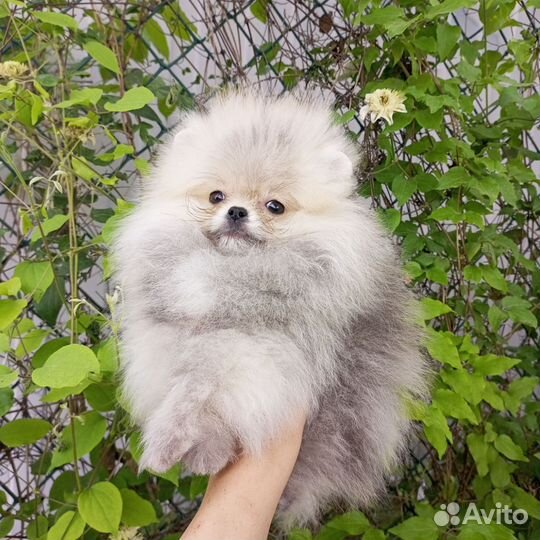Померанский шпиц мини