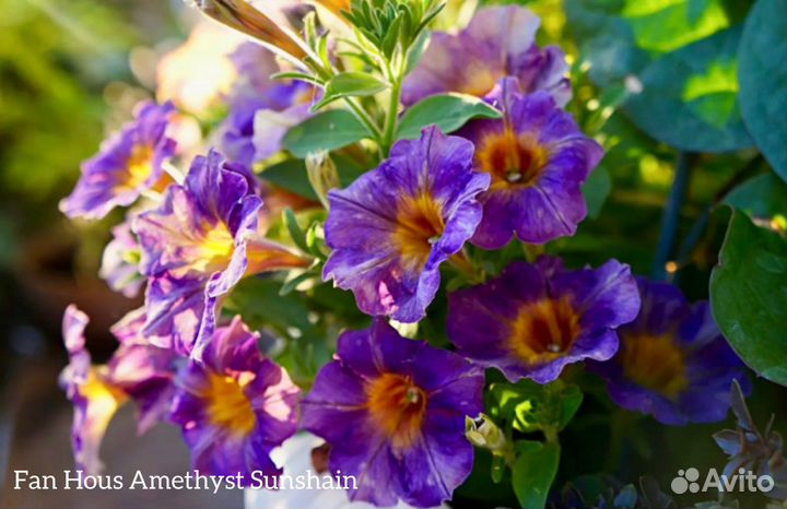 Вегетативная петуния