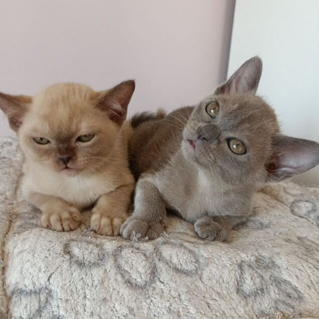 Европейский бурманский котёнок